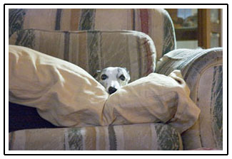 whippet on pillows