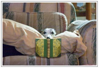 whippet on pillows